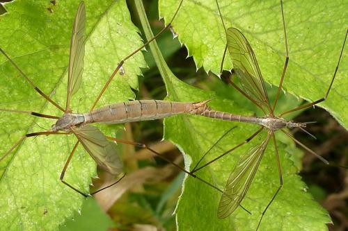 Tipula sp.