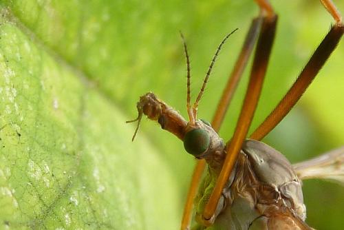 Tipula sp.