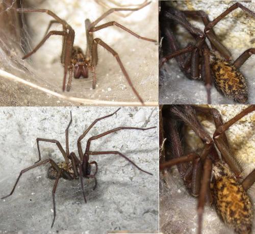 Tegenaria sp.