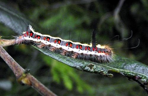 Acronicta psi