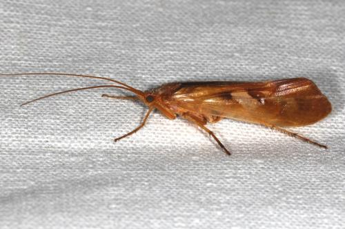 Limnephilus sp.