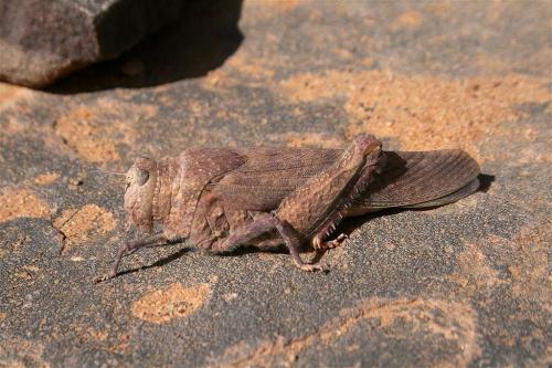 Tuarega insignis