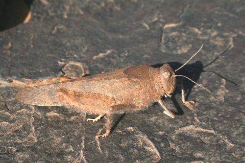 Tuarega insignis