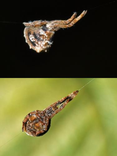 Réf. 109 758 : Hyptiotes paradoxus