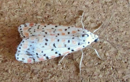 Réf. 109 429 : Utetheisa pulchella