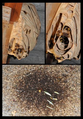 Vespa crabro