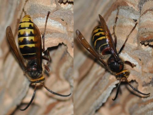 Réf. 109 391 : Vespa crabro