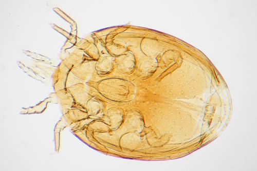 Nenteria sp.