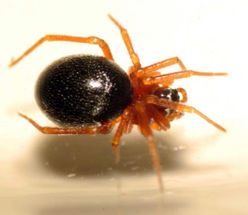 Réf. 109 735 : Pelecopsis bucephala