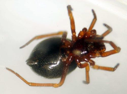 Pelecopsis bucephala