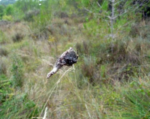 Araneus angulatus