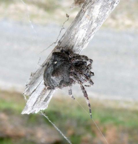 Araneus angulatus