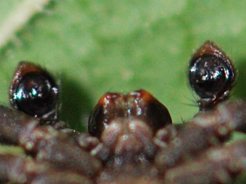 Bassaniodes bufo