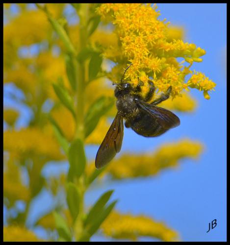 Xylocopa violacea