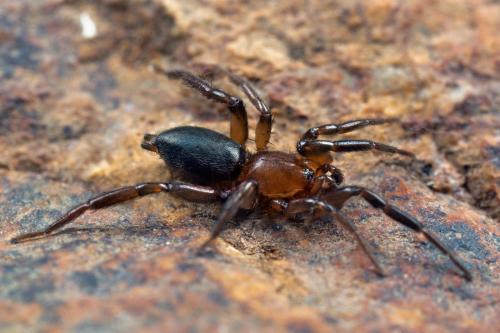 Civizelotes medianus
