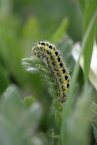 Zygaena carniolica
