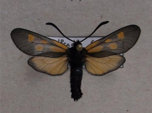 Zygaena cynarae