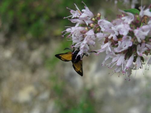 Zygaena transalpina