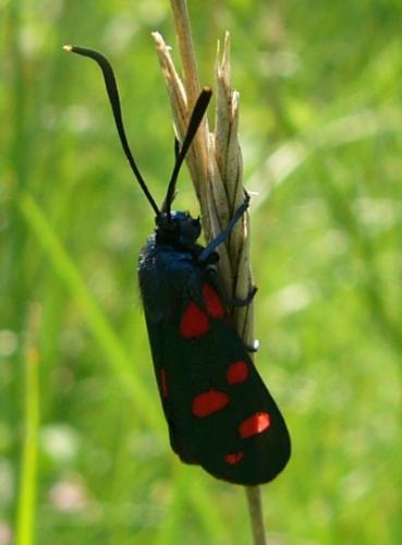 Zygaena ephialtes