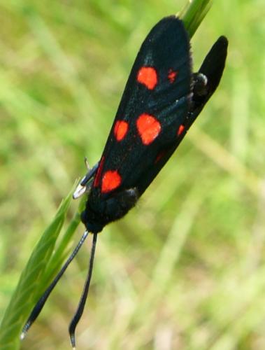 Zygaena ephialtes