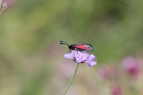 Zygaena trifolii