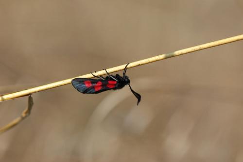 Zygaena trifolii