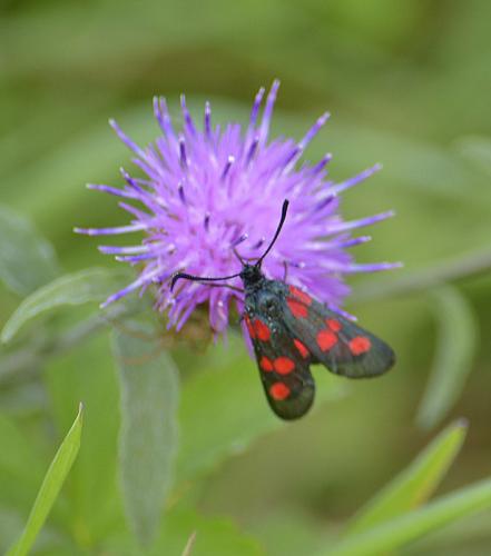 Réf. 109 593 : Zygaena trifolii