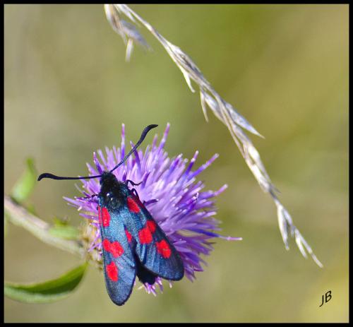 Zygaena trifolii