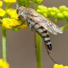 Thereva sp.