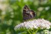 109086 – Photo : Patrick Nourdin – France (07)