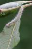 109616 – Photo : Insectesidf – France (48)