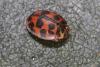 Oenopia conglobata