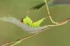 109274 – Photo : Insectesidf – France (72)