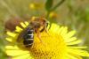 109065 – Photo : Patrick Le Mao – France (22)