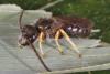 Lasioglossum sp.