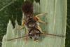 Lasioglossum sp.