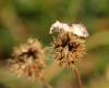 109091 – Photo : Castor – France (49)