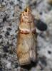 109112 – Photo : alain Roujas – France (31)