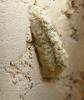 109460 – Photo : Guillaume Chorgnon – France (42)
