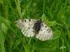 109473 – Photo : Guillaume Chorgnon – France (15)