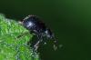 109080 – Photo : Christophe Quintin – France (21)