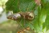 109060 – Photo : Patrick Le Mao – France (35)