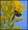 109904 – Photo : Josselyne Bayle – France (33)