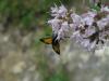 109072 – Photo : Daniel INGREMEAU – France (36)