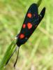 109470 – Photo : Guillaume Chorgnon – France (42)