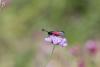 109277 – Photo : Insectesidf – France (24)