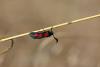 109278 – Photo : Insectesidf – France (47)