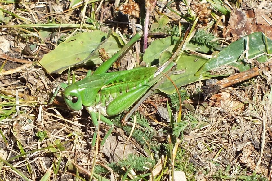 Nicolas Alric - Decticus verrucivorus verrucivorus - réf. 109585 (877 x 585 pixels, 213 ko)