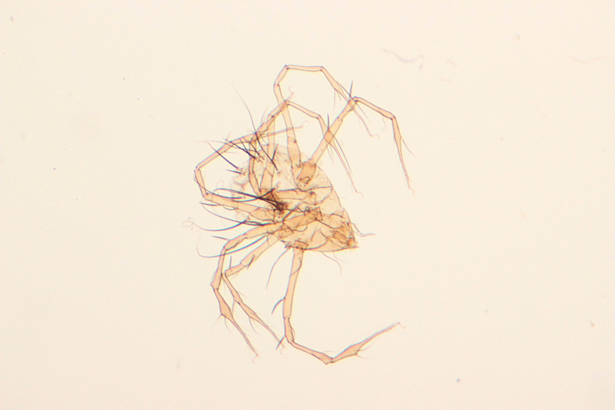 Anonyme - Damaeus (Paradamaeus) clavipes - réf. 109703 (1200 x 800 pixels, 121 ko)