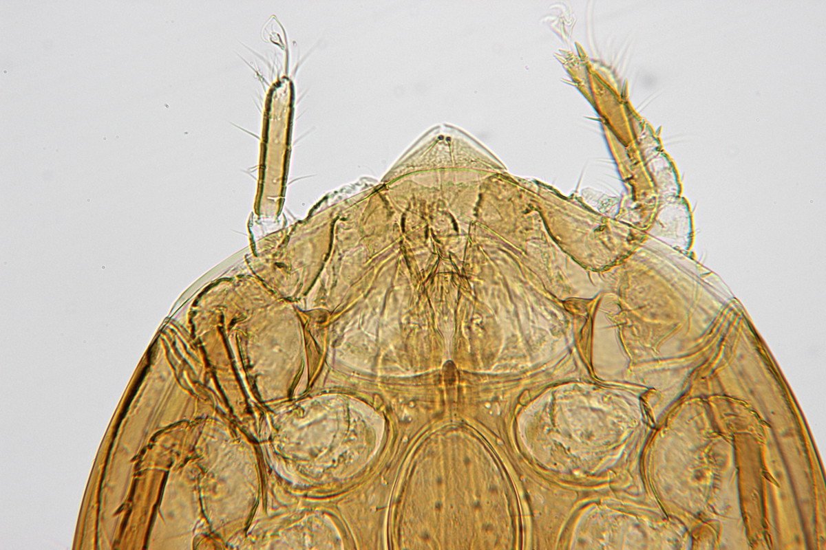 Anonyme - Nenteria sp. - réf. 109009 (1200 x 800 pixels, 197 ko)